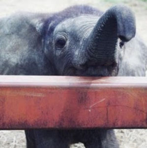 Meet your Posher, Audrey